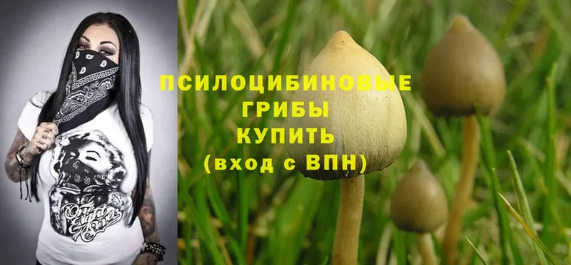 Галлюциногенные грибы Cubensis  сколько стоит  Урай 